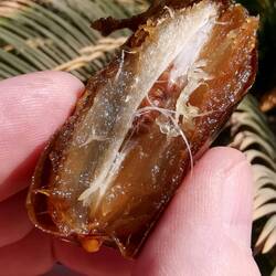 Fresh, juicy dates 😋😋😋!