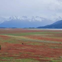 Auf dem Weg zu Übernachtungsplatz: Kleiner Sauerampfer färbt die Felder rot.