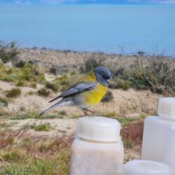 Graukopfammertangare