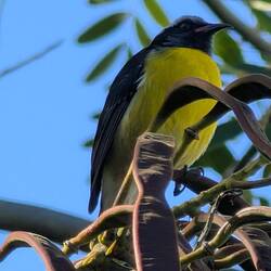 Der Bananaquit