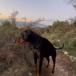 Lesley versteht viel mehr als wir glauben 🐾❤️ und es ist nicht zu übersehen wie sie es hier genießt🌅