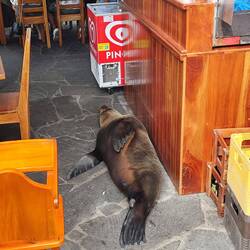 Ob der wohl einen zuviel an der Bar getrunken hat???