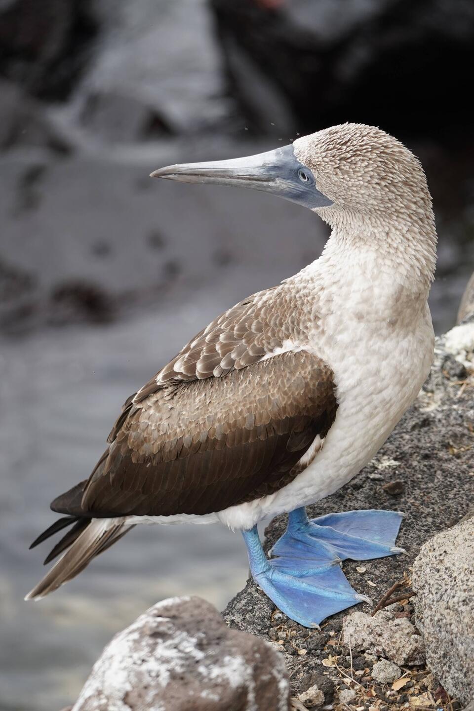 Blaufusstölpel eine Ikone der Galapagosinseln aufgrund seiner blauen Füsse.
