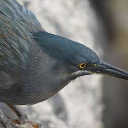 Vogel auf der Jagd.