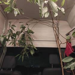 Mein Freund der Baum