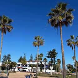 Sieht toll aus mit den großen Palmen