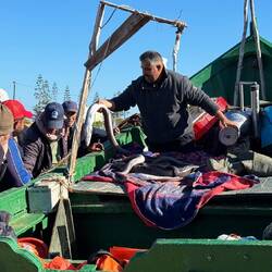 ... hier wird der tägliche Fang verkauft