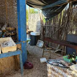 Wir suchen uns Fisch aus, verhandeln den Preis ...