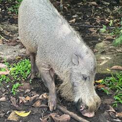 Bearded pig