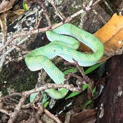Green viper