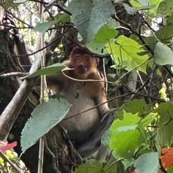 Proboscis Monkeys
