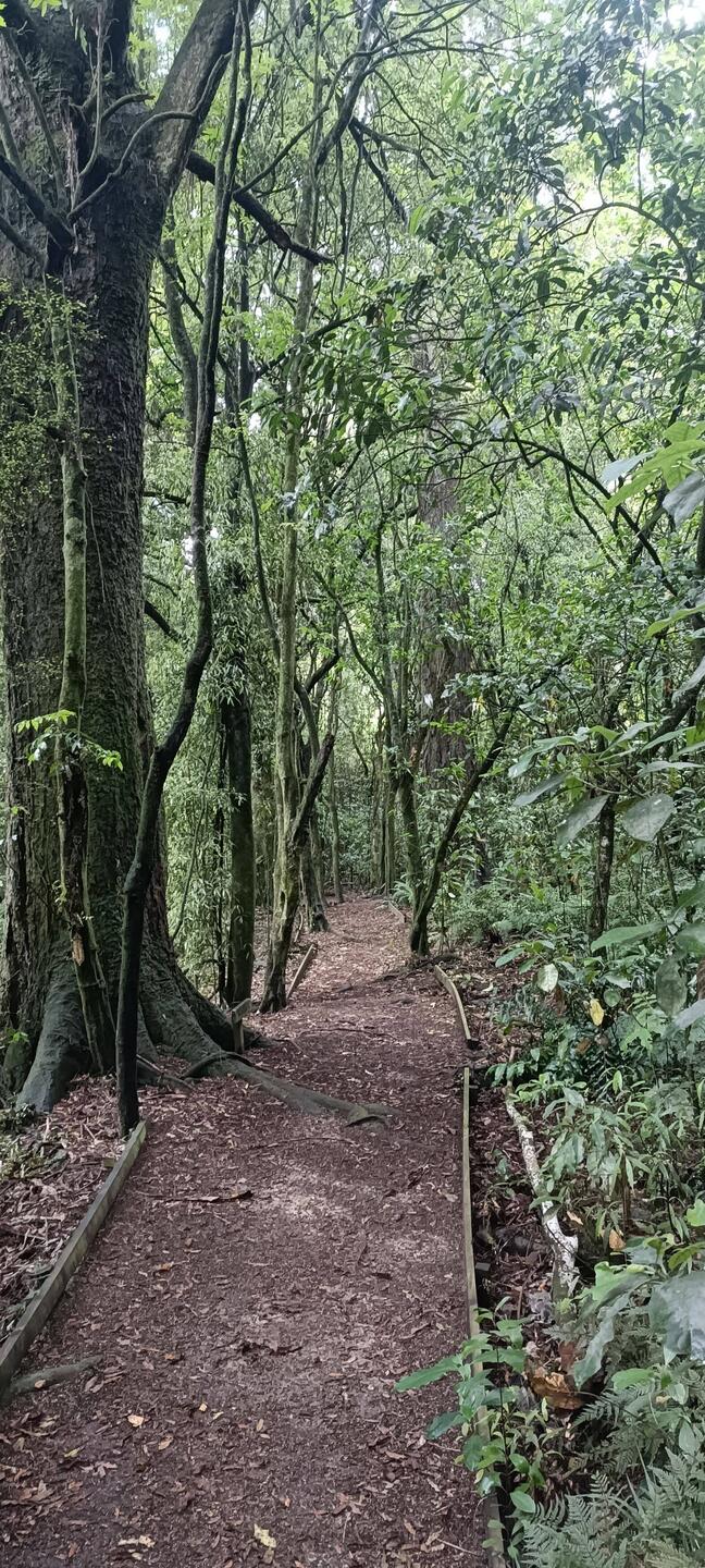 La petite forêt à Anzac Park