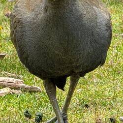 Tasmanisches Turbohuhn (bis 50km/h) schnell 😜