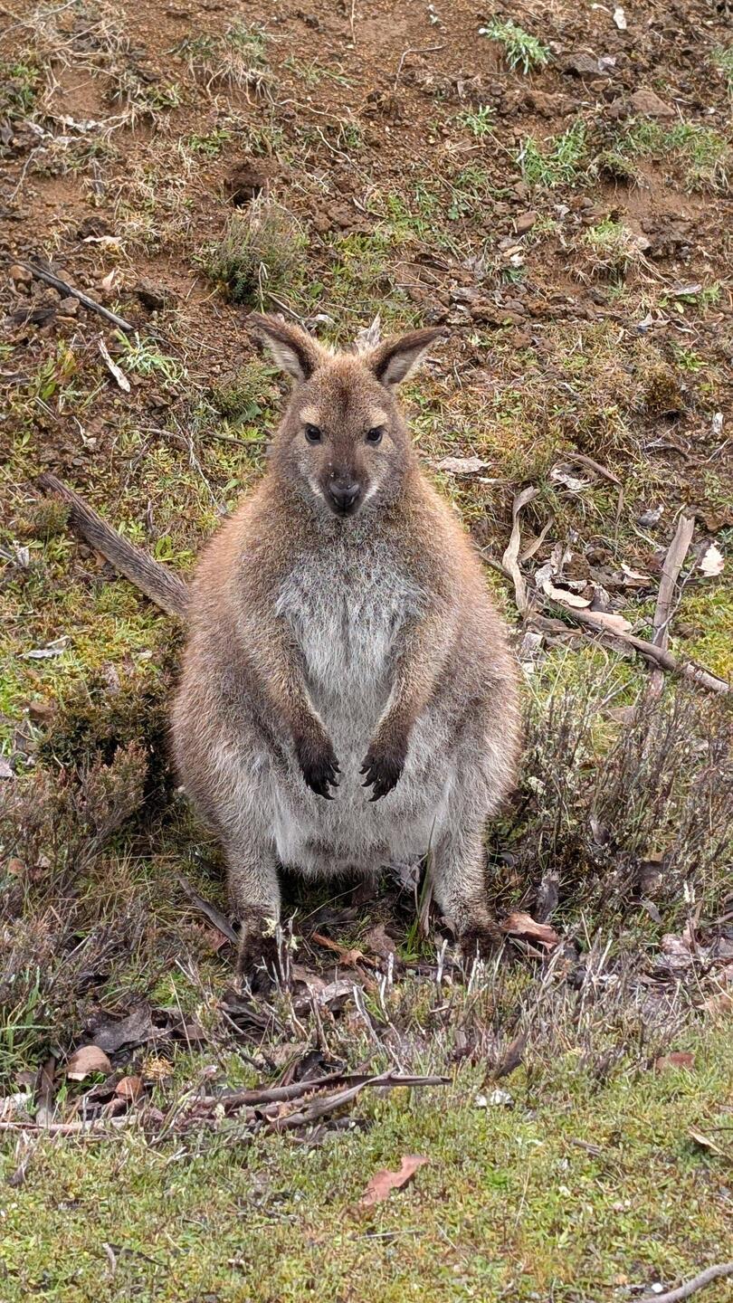 Wallaby am Straßenrand
