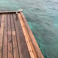 Unser Seeschwalbenpärchen