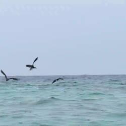 Seeschwalben bei der Jagd