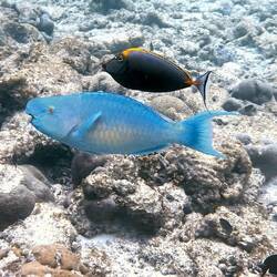 Blauer Papageifisch und Gelber Nasenklingen Doktorfisch