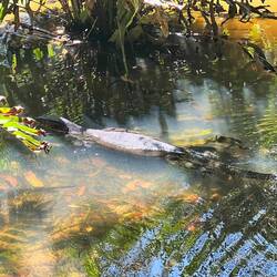 Genau hinschauen: Varan