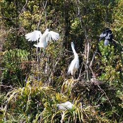Here is an adult returning to the nest, being greeted, baby in a lower nest and a shag above