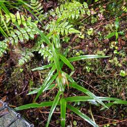 Native orchid at the nesting site