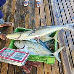 Königsfisch und Stachelmakrele 😋