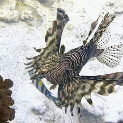 Rotfeuerfisch, auch Löwenfisch genannt 🤓