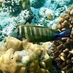 Indischer Segelflossendoktor