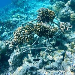 Künstlicher Riffaufbau und -erhaltung