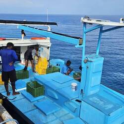 Lieferung Abendessen: 436 kg Fisch