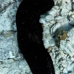 Weißgepunktete Seegurke