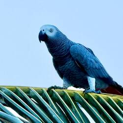 "Momo" der Haus Graupapagei