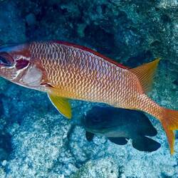 Großdorn Husarenfisch