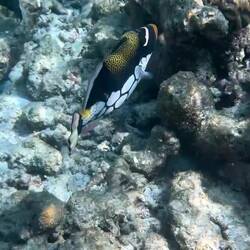 Am letzten Tag nochmal mein Lieblingsfisch: Clown Drückerfisch