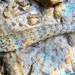 Eidechsenfisch (Sandbarsch)