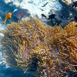 Nemo ist auch wieder da (Anemonenfisch)