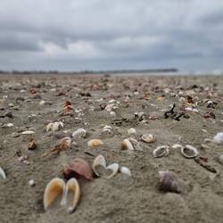 Ganz viele Muscheln, alle haben aber leider keinen Platz...