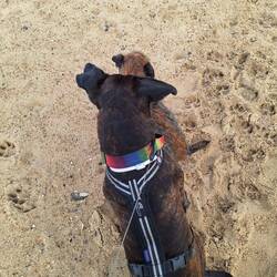 Heute sind die Locken der Deichschaafe aber glatt 🌬