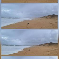 Zoomies, ab nach Hause