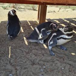 Magellanpinguine im Monte Leon NP