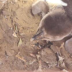 ... und überall gut behütete Küken.