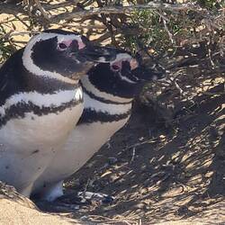 Pinguinkolonie bei Santa Cruz - frei zugänglich