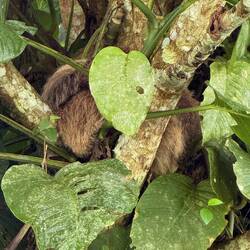 Hier schläft das kleine 🦥