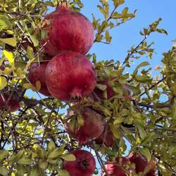 Diaporama fruits... Vous êtes plutôt grenades, dattes ou pamplemousses ?