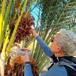 Nous on a fait le plein de dattes !!!