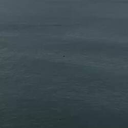 Dolfijnen en een intelligente discussie