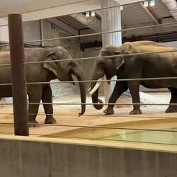 VIDEO- checking on pregnant mate