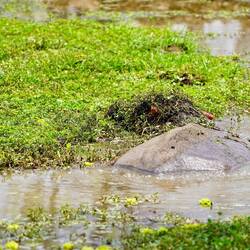 Glückliches Hippo im Schlaraffenland