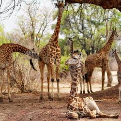 Glückliche Giraffen Familie