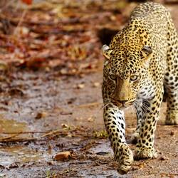 Nicht so ganz glücklicher Leopard... er mag keine nassen Tatzen