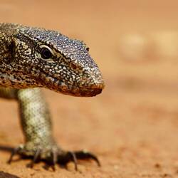 Glücklicher Lizzard